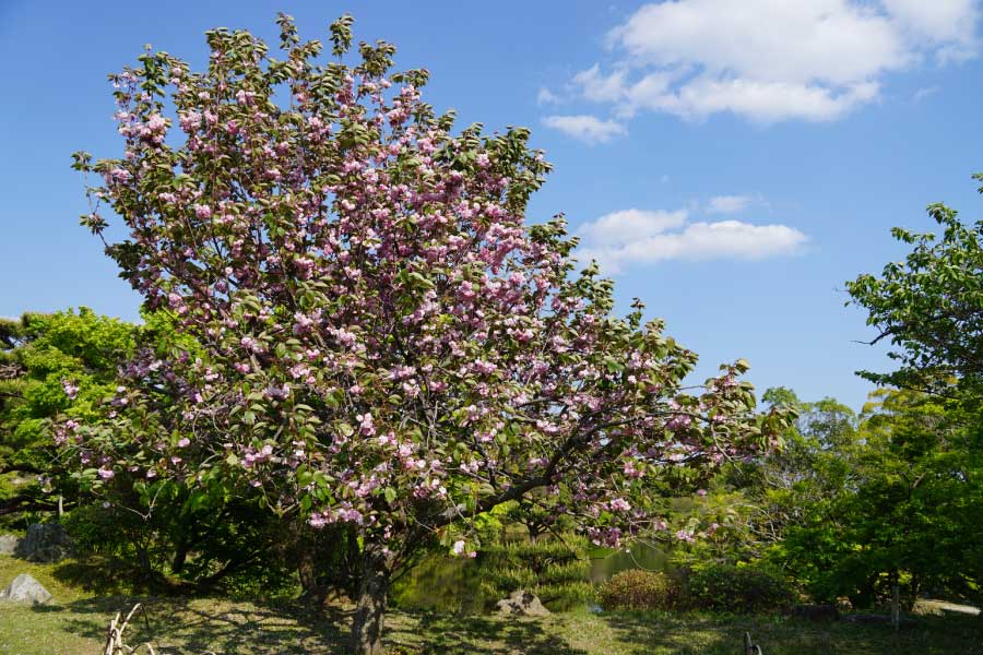 八重桜