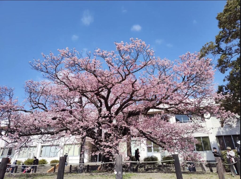 向島蓬莱桜 @erika