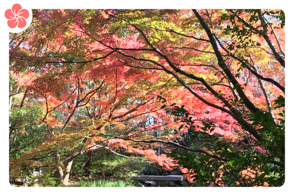 花だより