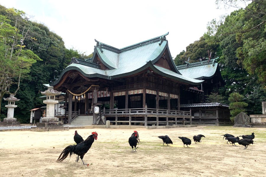 黒柏鶏（くろかしわけい）（1）/国指定天然記念物