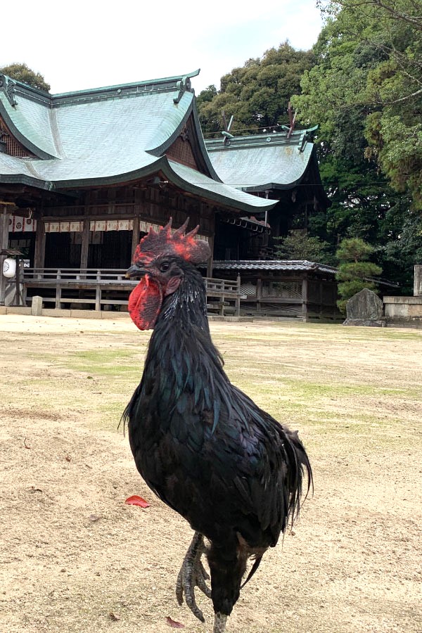 黒柏鶏（くろかしわけい）（2）/国指定天然記念物