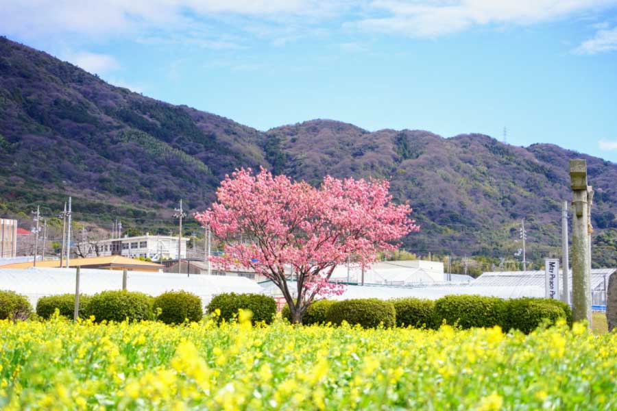 春日神社ハートの桜