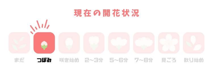 新・開花メーター2