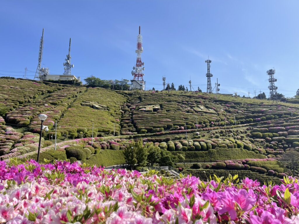 大平山のツツジ
