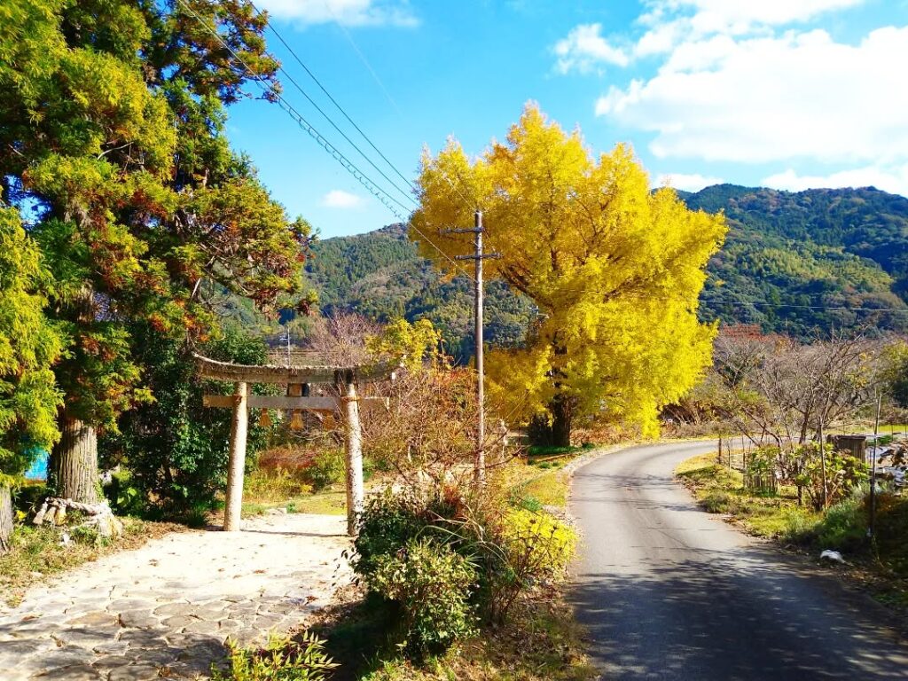 参道の大イチョウ