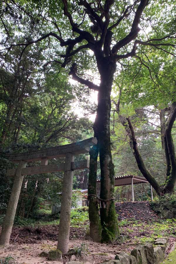 熊野神社（縁結びの御神木・クロガネモチの木）