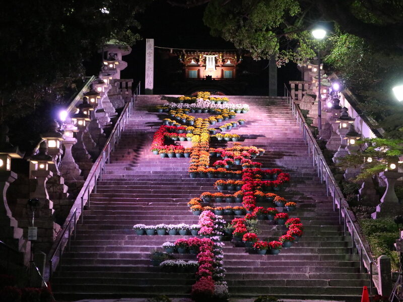 2025花回廊（ライトアップ）